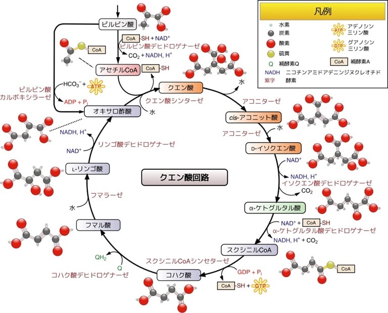 クエン酸回路